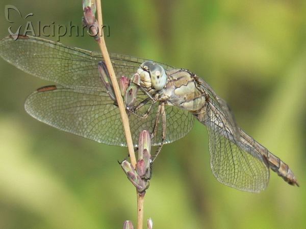 Orthetrum brunneum