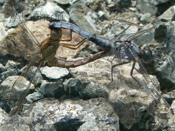 Orthetrum brunneum