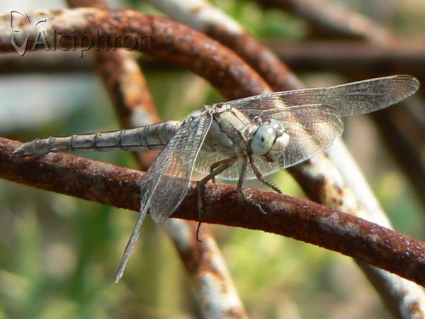 Orthetrum brunneum