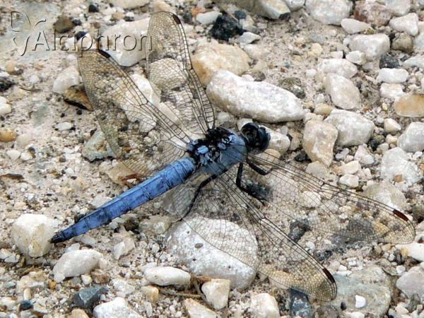 Orthetrum brunneum
