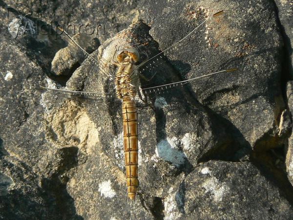 Orthetrum brunneum