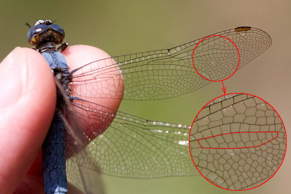 Orthetrum brunneum