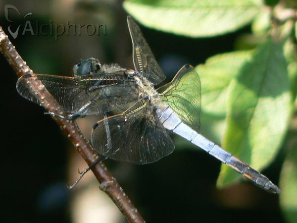 Orthetrum cancellatum