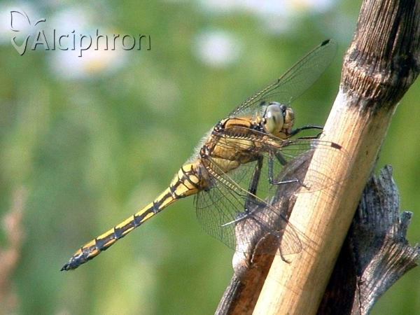 Orthetrum cancellatum