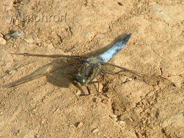 Orthetrum cancellatum
