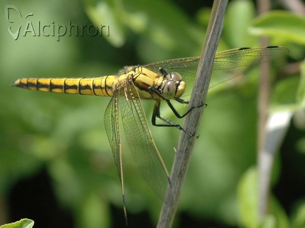 Orthetrum cancellatum