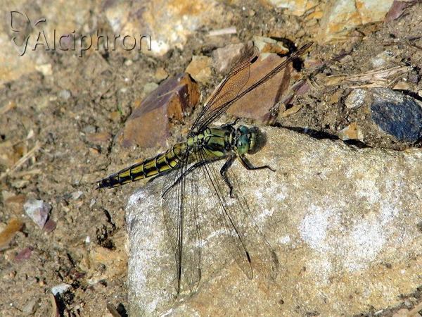 Orthetrum cancellatum