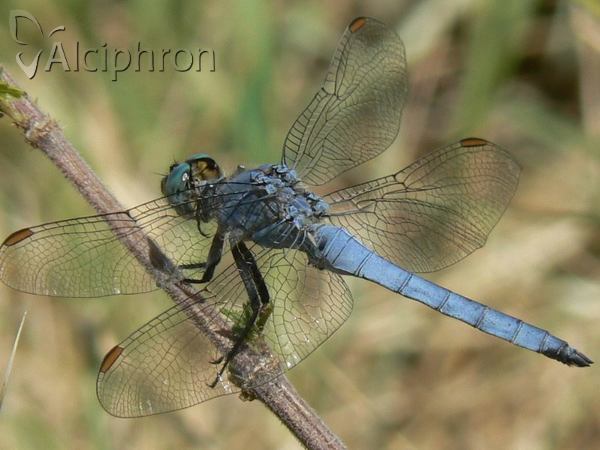 Orthetrum coerulescens