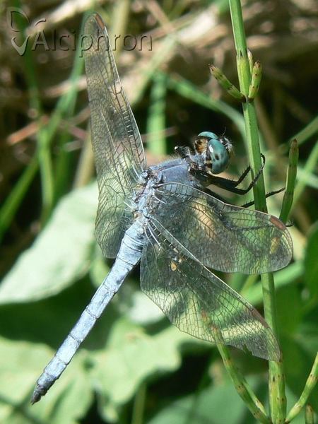 Orthetrum coerulescens