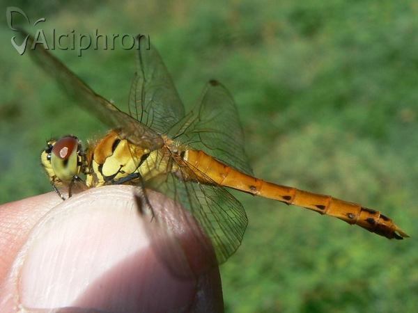 Sympetrum depressiusculum
