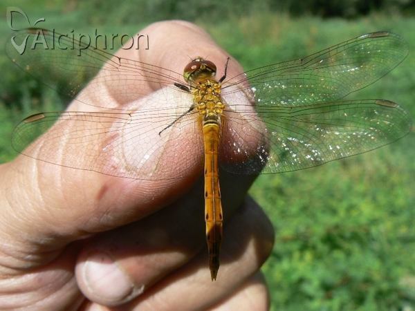 Sympetrum depressiusculum