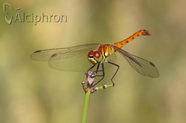 Sympetrum depressiusculum