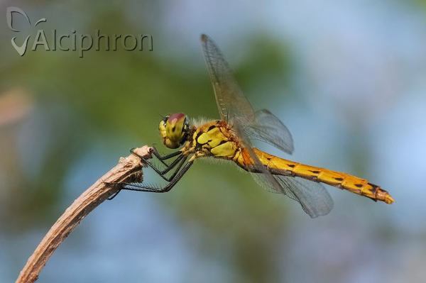 Sympetrum depressiusculum