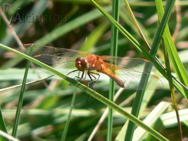 Sympetrum flaveolum