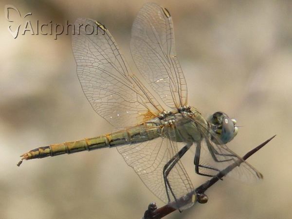 Sympetrum fonscolombii