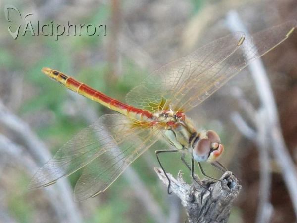 Sympetrum fonscolombii