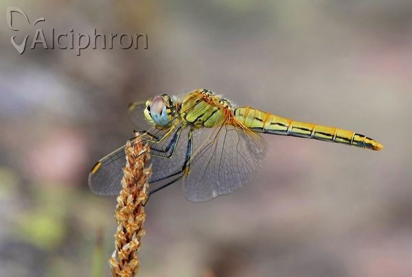 Sympetrum fonscolombii