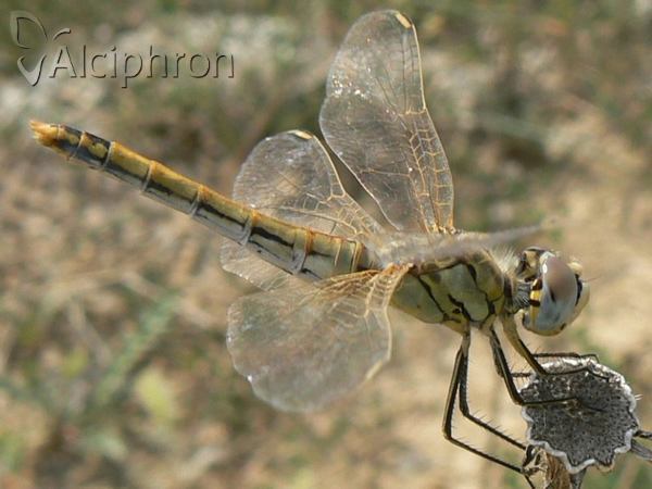 Sympetrum fonscolombii