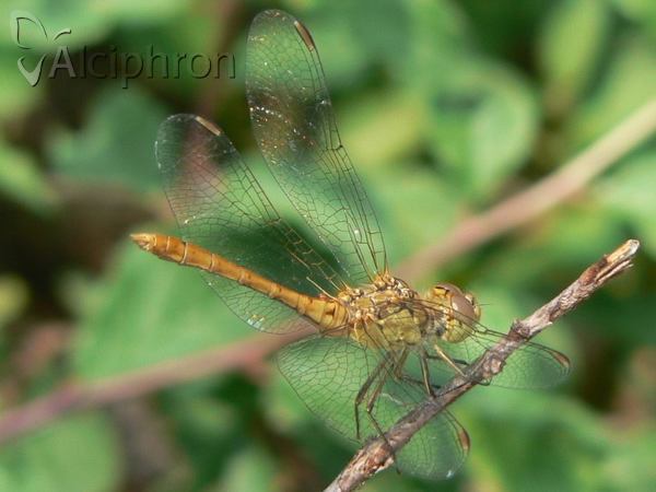 Sympetrum meridionale