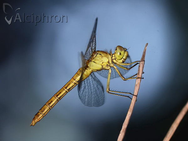 Sympetrum meridionale