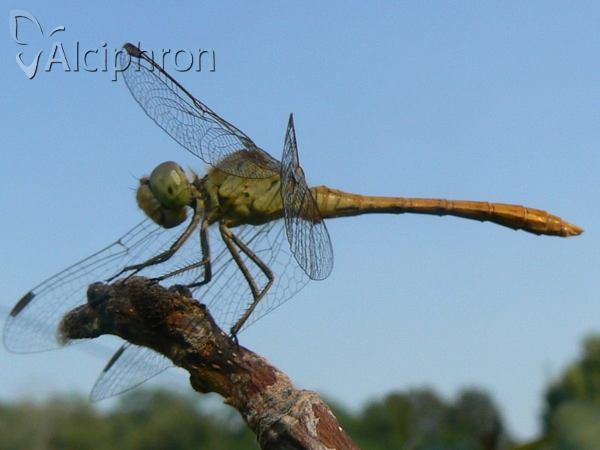 Sympetrum meridionale