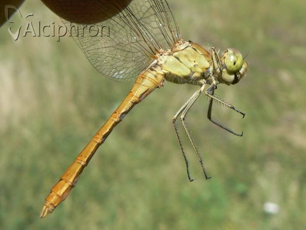 Sympetrum meridionale