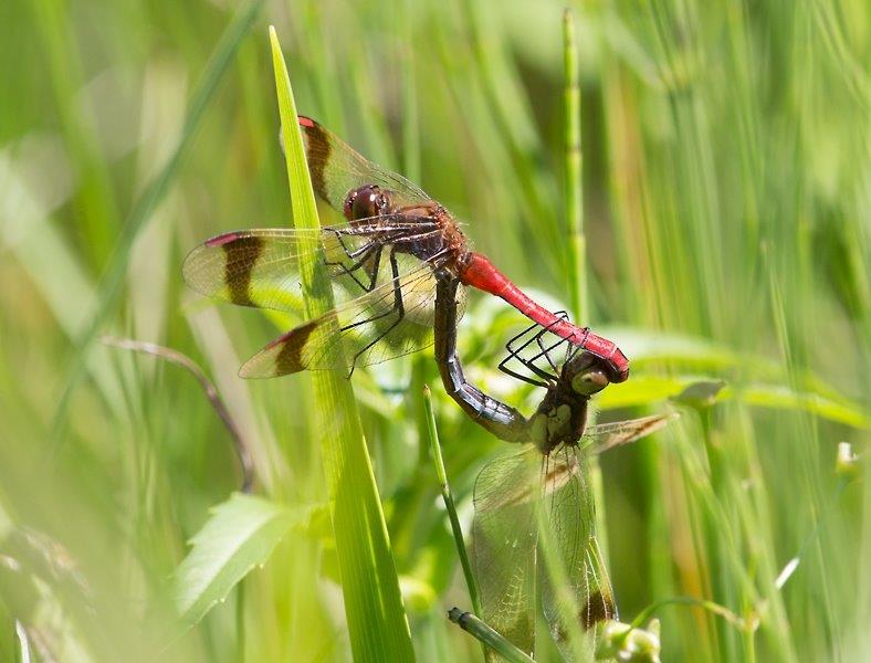 Sympetrum pedemontanum