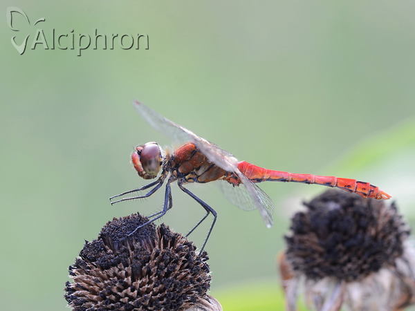 Sympetrum sanguineum