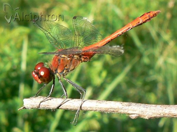 Sympetrum sanguineum