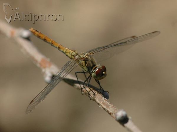 Sympetrum sanguineum