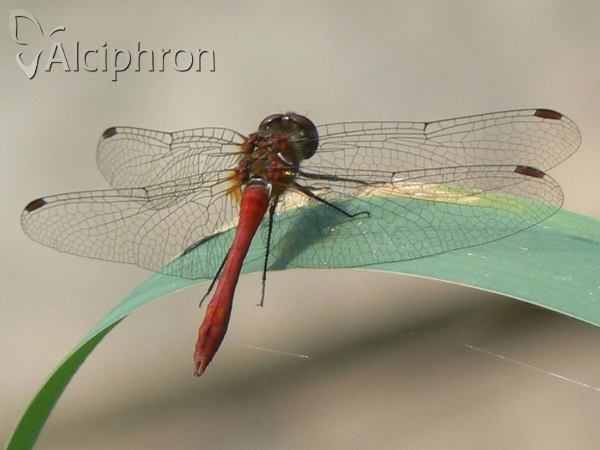 Sympetrum sanguineum