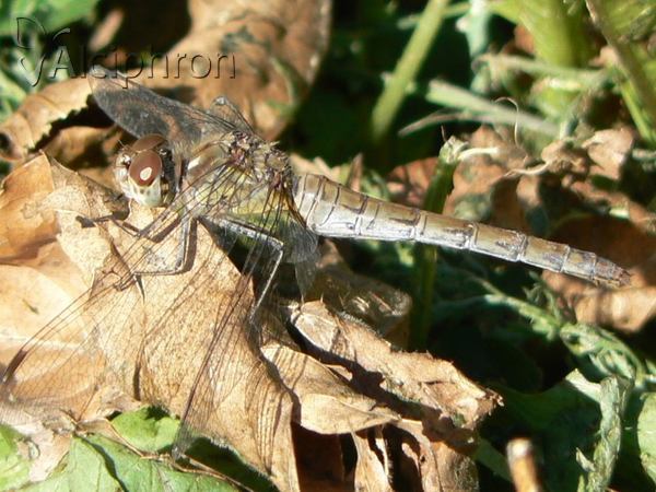Sympetrum striolatum