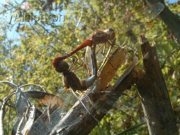 Sympetrum striolatum