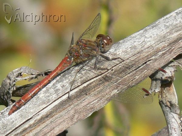 Sympetrum striolatum