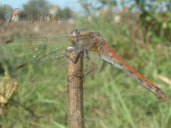 Sympetrum striolatum