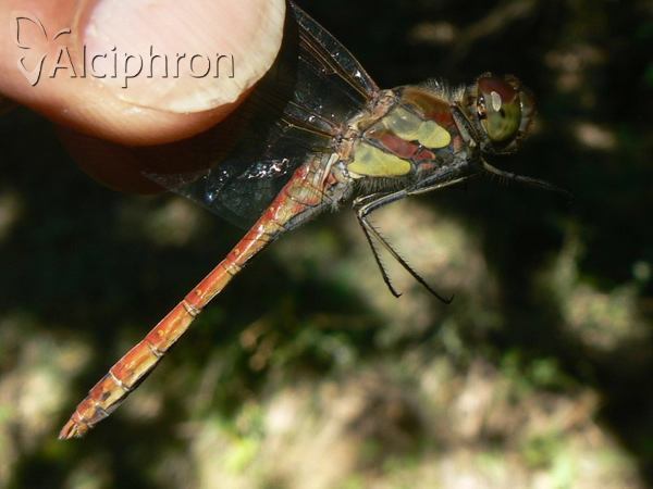 Sympetrum striolatum