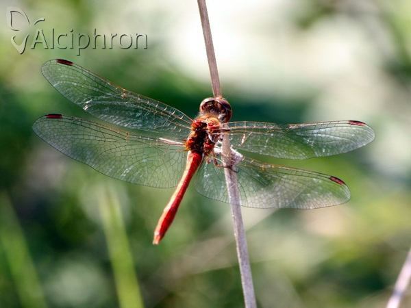 Sympetrum vulgatum
