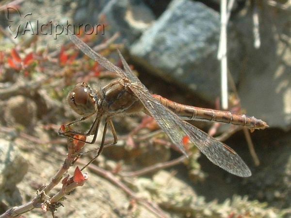 Sympetrum vulgatum