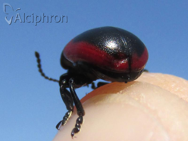 Chrysolina limbata