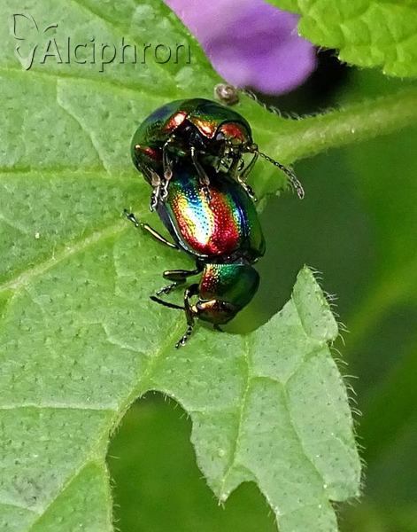 Chrysolina fastuosa