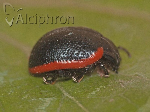 Chrysolina rossia