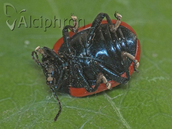 Chrysolina rossia