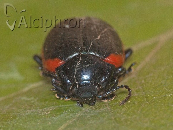 Chrysolina rossia