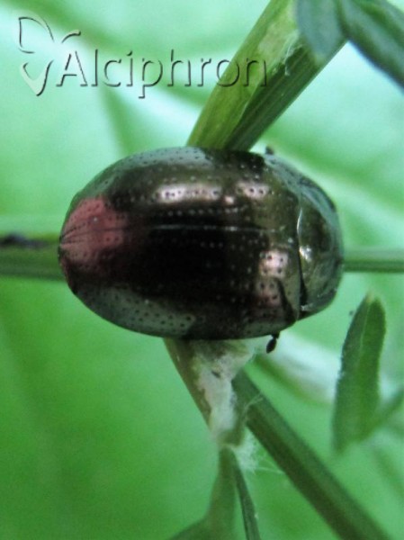 Chrysolina chalcites