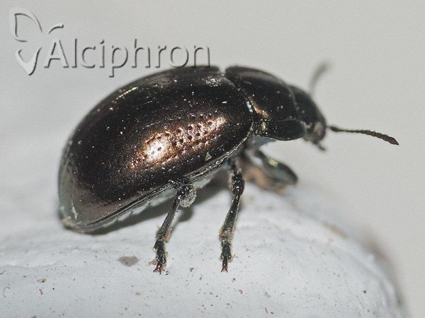 Chrysolina chalcites