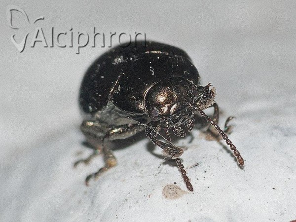 Chrysolina chalcites