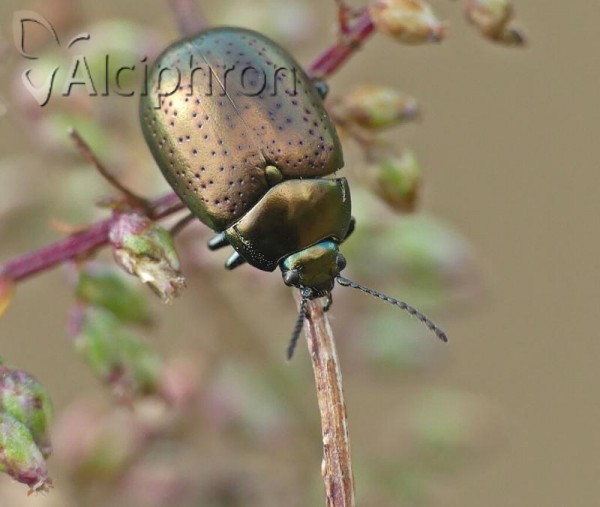 Chrysolina chalcites