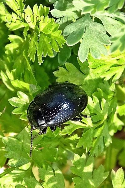 Chrysolina oricalcia
