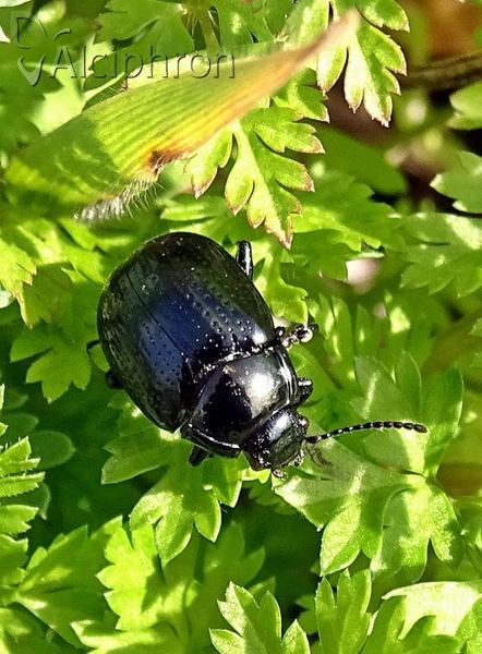 Chrysolina oricalcia