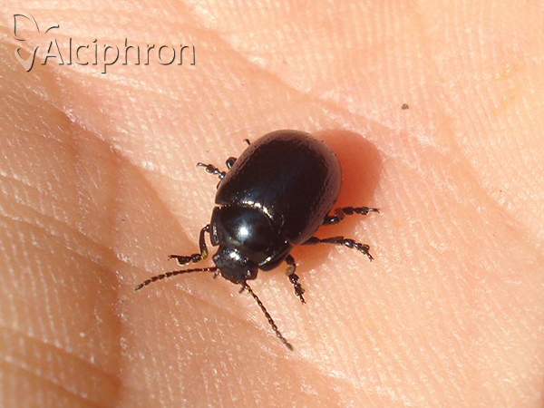 Chrysolina oricalcia